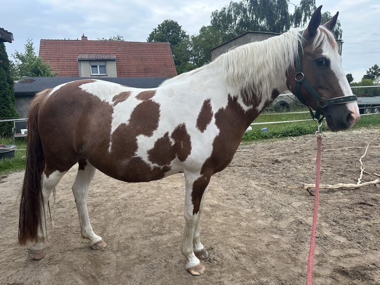 Poni alemán Yegua 10 años 145 cm Pío in Nauen