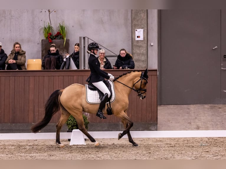 Poni alemán Yegua 10 años 146 cm Bayo in Ringsted