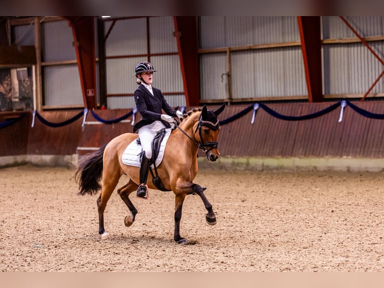 Poni alemán Yegua 10 años 146 cm Bayo in Ringsted