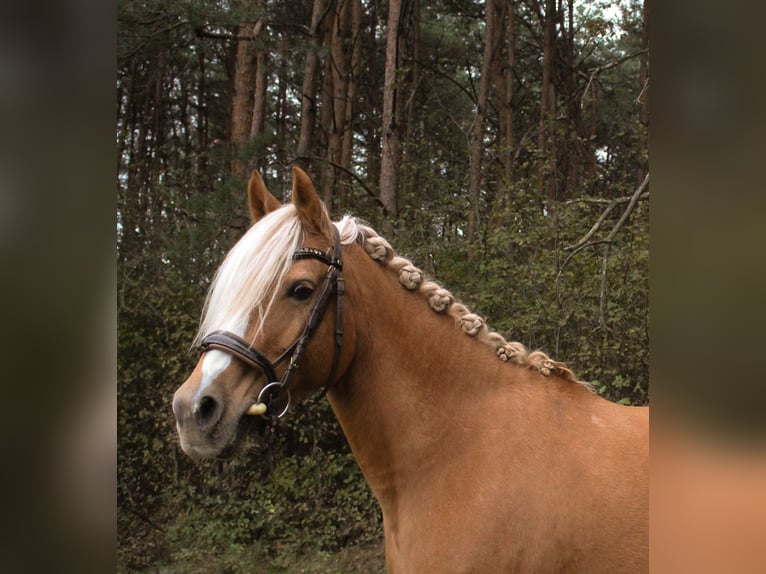 Poni alemán Yegua 10 años 146 cm in Tobaj