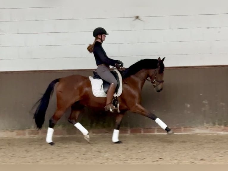 Poni alemán Yegua 10 años 146 cm Castaño in Lohne (Oldenburg)