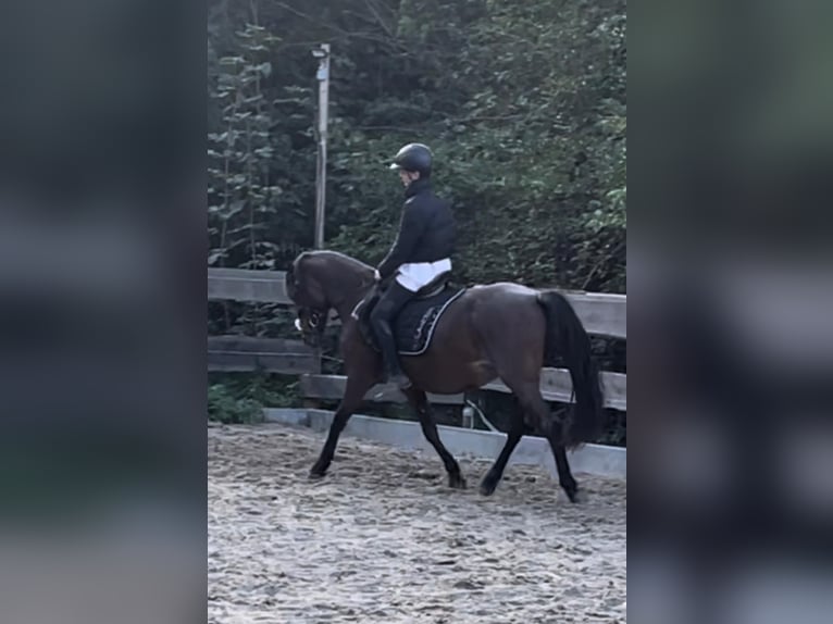 Poni alemán Yegua 10 años 146 cm Musgo marrón in Hohenhameln