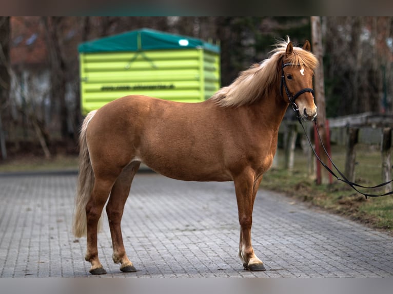 Poni alemán Mestizo Yegua 10 años 147 cm Alazán in Rostock