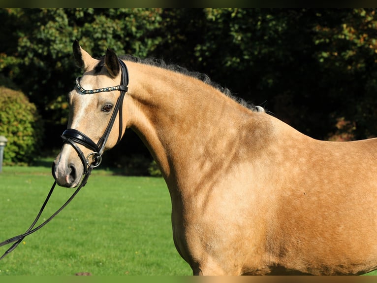 Poni alemán Yegua 10 años 148 cm Bayo in Rehburg-Loccum Münchehagen