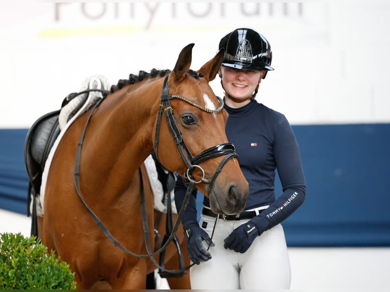 Poni alemán Yegua 10 años 148 cm Castaño in Marsberg