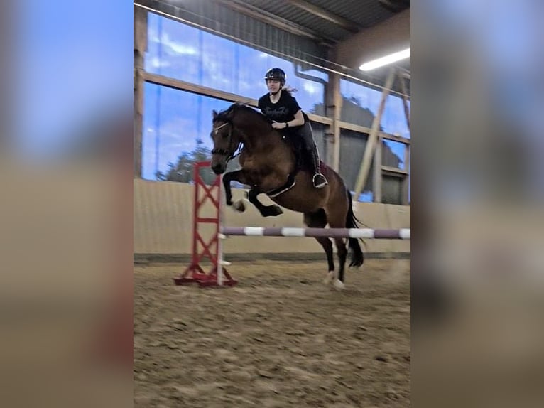 Poni alemán Yegua 10 años 148 cm Castaño in Hennef