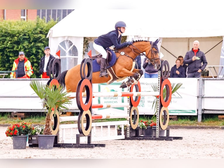 Poni alemán Yegua 10 años 148 cm Castaño in Willich