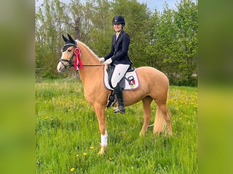 Poni alemán Yegua 10 años 148 cm Palomino in Neuenstein