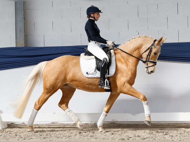 Poni alemán Yegua 10 años 148 cm Palomino in Marsberg