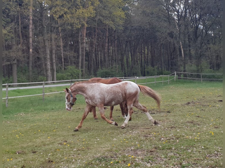 Poni alemán Mestizo Yegua 10 años 148 cm Ruano alazán in Dickel