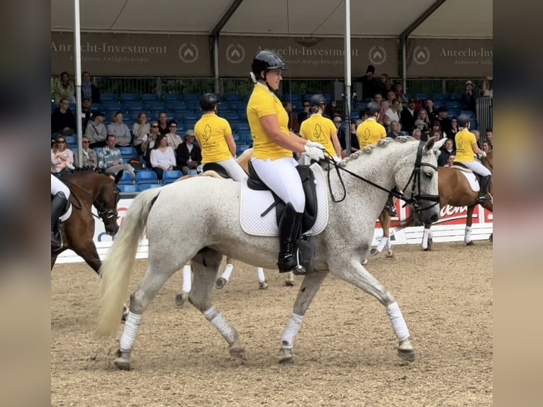 Poni alemán Yegua 10 años 148 cm Tordo in Ballenstedt