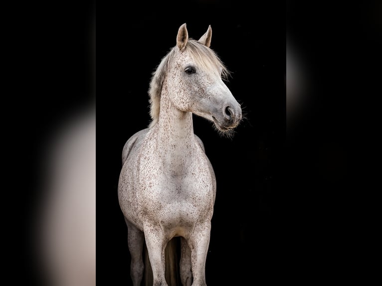 Poni alemán Yegua 10 años 148 cm Tordo in Ballenstedt