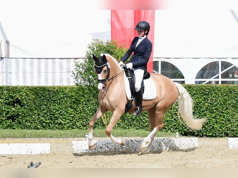 Poni alemán Yegua 10 años 152 cm Palomino in Ennigerloh