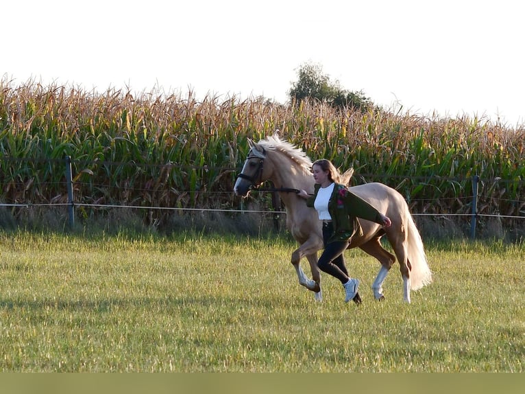 Poni alemán Yegua 10 años 152 cm Palomino in Ennigerloh