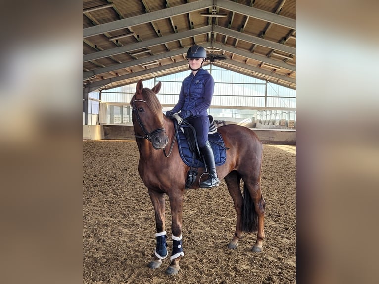 Poni alemán Yegua 10 años 153 cm Alazán-tostado in Drolshagen