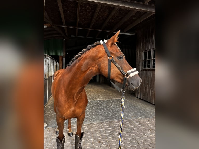 Poni alemán Yegua 10 años 153 cm Alazán-tostado in Drolshagen