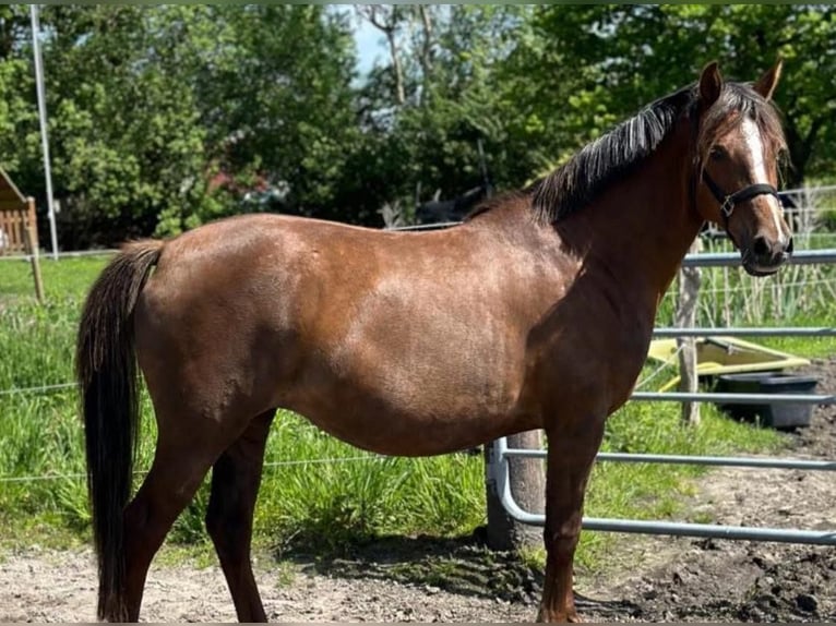 Poni alemán Yegua 10 años 155 cm Alazán-tostado in Blomberg