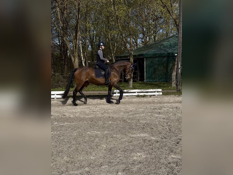 Poni alemán Yegua 10 años 156 cm Castaño in Oyten