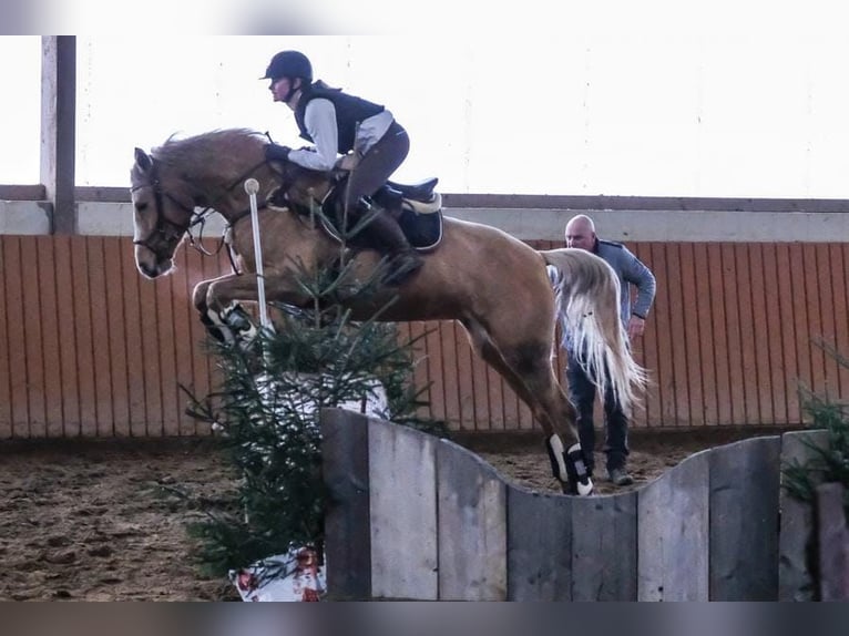 Poni alemán Yegua 10 años 165 cm Palomino in Eppingen