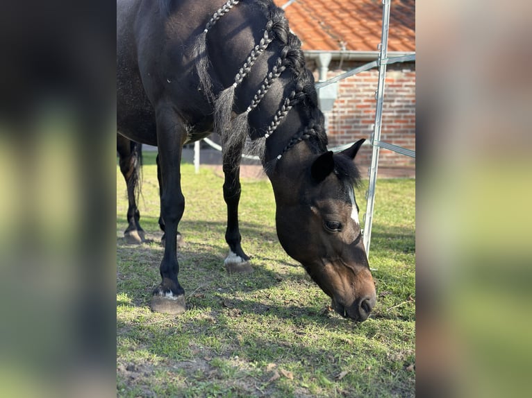 Poni alemán Mestizo Yegua 11 años 112 cm Castaño oscuro in Friedeburg