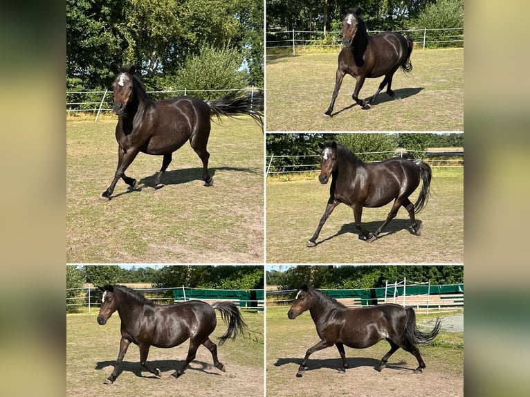 Poni alemán Mestizo Yegua 11 años 112 cm Castaño oscuro in Friedeburg