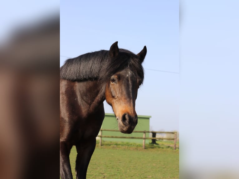 Poni alemán Yegua 11 años 136 cm Castaño oscuro in Lüdinghausen