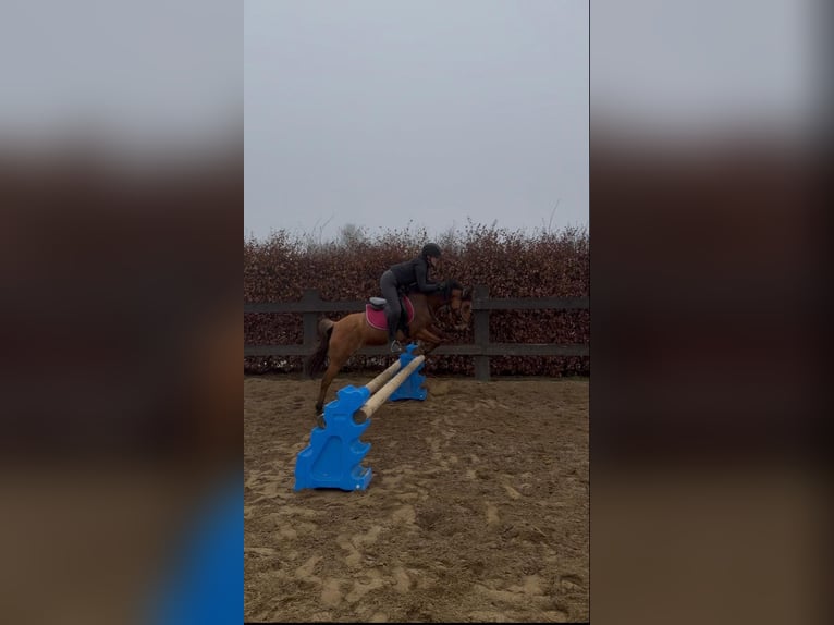 Poni alemán Yegua 11 años 141 cm Red Dun/Cervuno in Daleiden