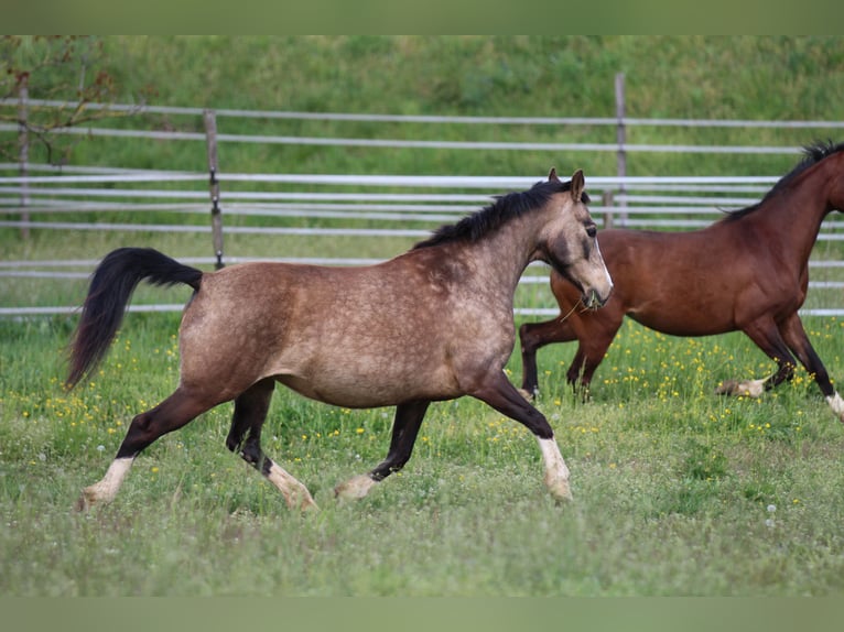 Poni alemán Yegua 11 años 142 cm Buckskin/Bayo in Waldshut-Tiengen