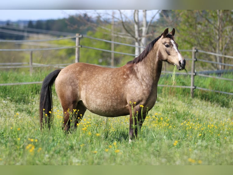 Poni alemán Yegua 11 años 142 cm Buckskin/Bayo in Waldshut-Tiengen