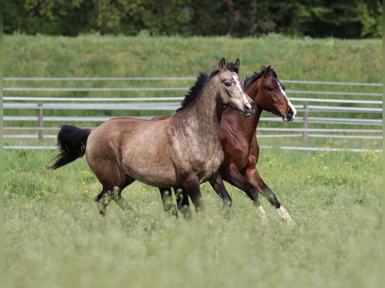 Poni alemán Yegua 11 años 142 cm Buckskin/Bayo in Waldshut-Tiengen