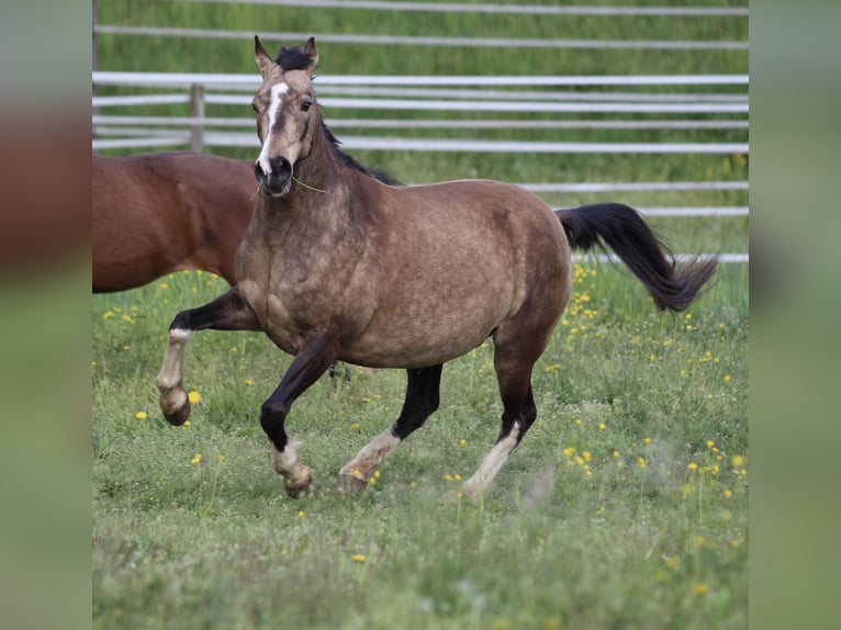 Poni alemán Yegua 11 años 142 cm Buckskin/Bayo in Waldshut-Tiengen