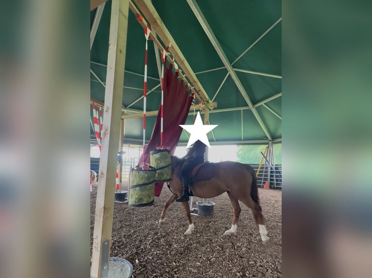 Poni alemán Yegua 11 años 143 cm Alazán in Niederschönenfeld