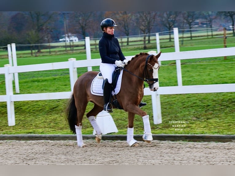 Poni alemán Yegua 11 años 144 cm Alazán in Recke, bei Osnabrück