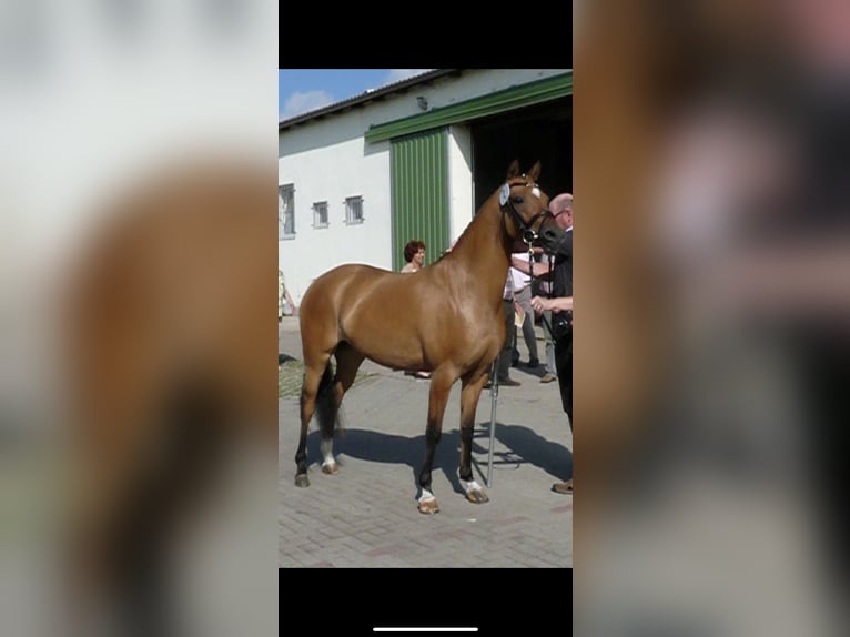 Poni alemán Yegua 11 años 144 cm Bayo in Nordenham