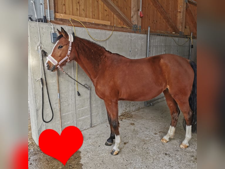Poni alemán Yegua 11 años 145 cm Castaño in Kufstein