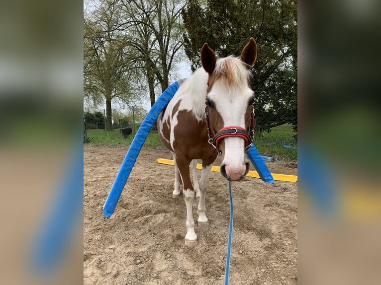 Poni alemán Yegua 11 años 145 cm Pío in Nauen