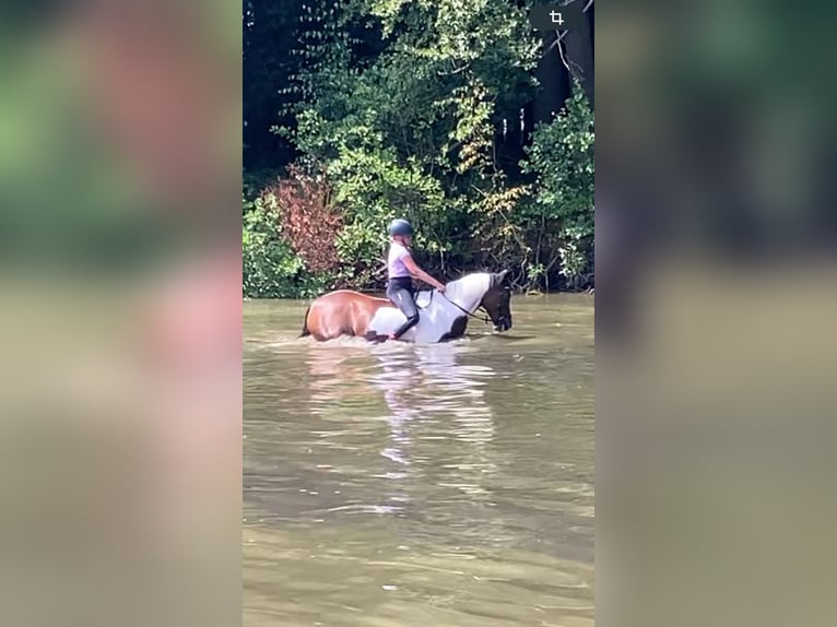Poni alemán Mestizo Yegua 11 años 145 cm Pío in Beckum