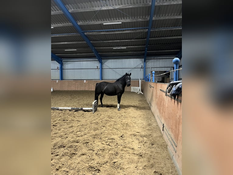 Poni alemán Mestizo Yegua 11 años 146 cm Negro in Güstrow