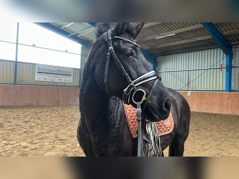 Poni alemán Mestizo Yegua 11 años 146 cm Negro in Güstrow