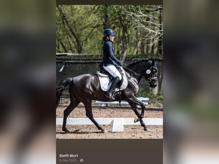 Poni alemán Mestizo Yegua 11 años 146 cm Negro in Güstrow