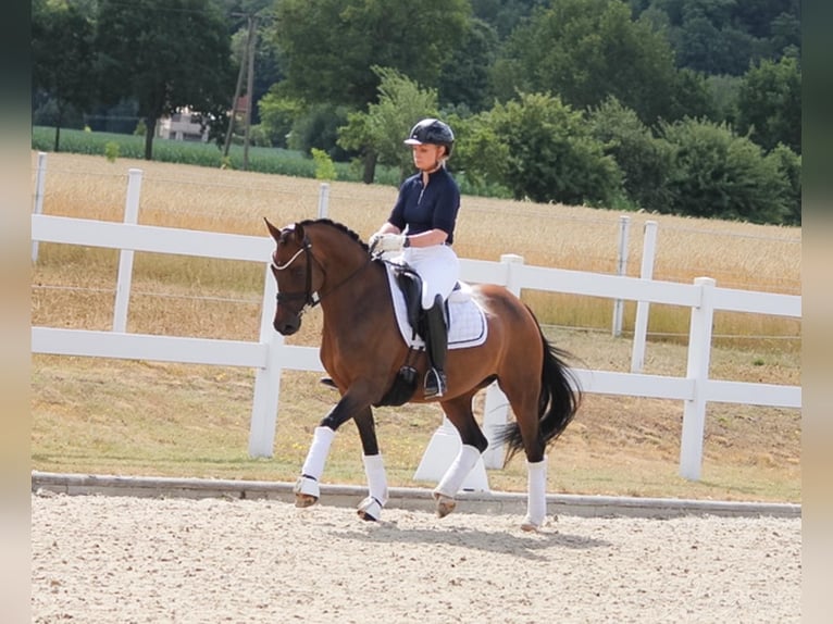 Poni alemán Yegua 11 años 147 cm Castaño in Recke, bei Osnabrück