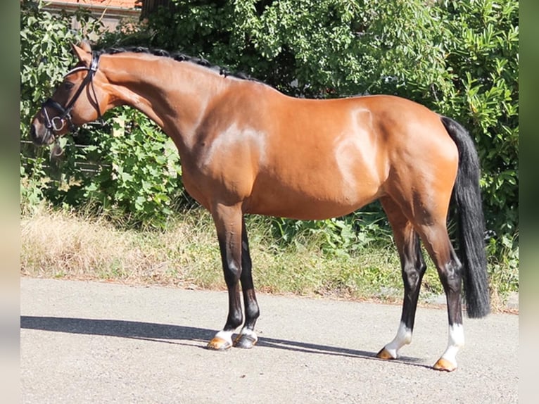 Poni alemán Yegua 11 años 147 cm Castaño in Recke, bei Osnabrück