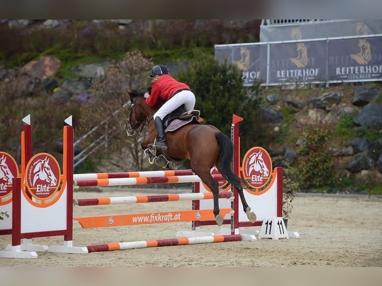 Poni alemán Yegua 11 años 147 cm Castaño in Enzesfeld-Lindabrunn