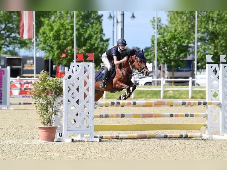 Poni alemán Yegua 11 años 147 cm Castaño in Enzesfeld-Lindabrunn