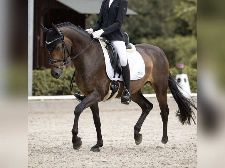 Poni alemán Yegua 11 años 148 cm Castaño oscuro in Haltern am See