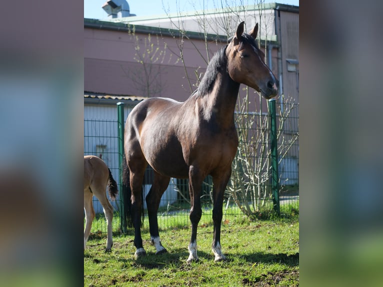 Poni alemán Yegua 11 años 148 cm Castaño oscuro in Windhagen