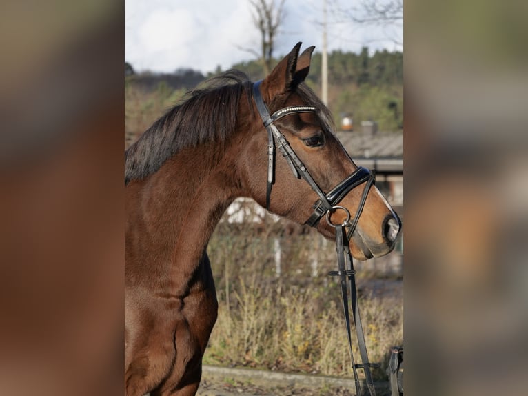 Poni alemán Yegua 11 años 148 cm Castaño oscuro in Windhagen