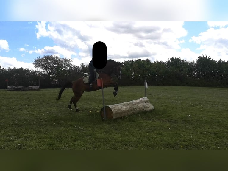 Poni alemán Yegua 11 años 149 cm  in Nortorf