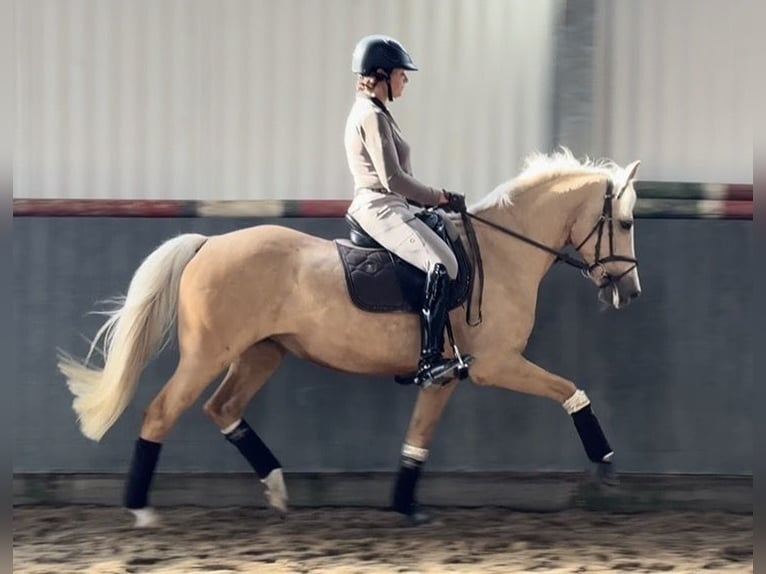 Poni alemán Yegua 11 años 150 cm Palomino in Tiddische