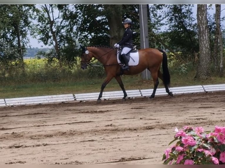 Poni alemán Yegua 11 años 152 cm Castaño in Zernitz- Lohm